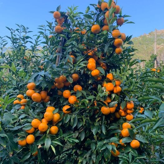 钦州沃柑苗  沃柑树苗，自嫁接，皇帝柑苗，根系茂密，砂糖橘树苗，柑橘树苗，