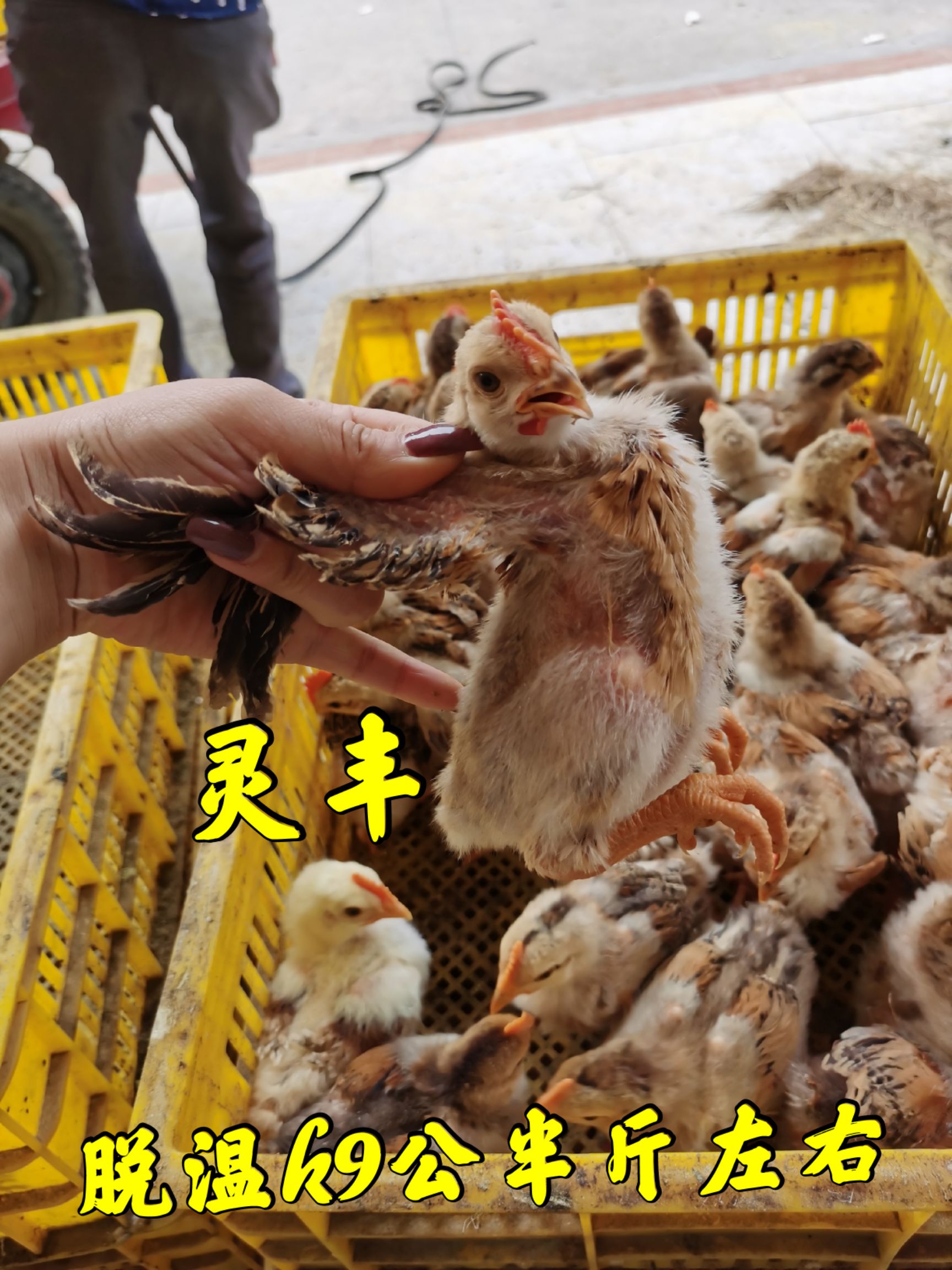 （10只起发）脱温麻鸭，脱温k9青脚麻、贵妃鸡`珍珠鸡卢花鸡