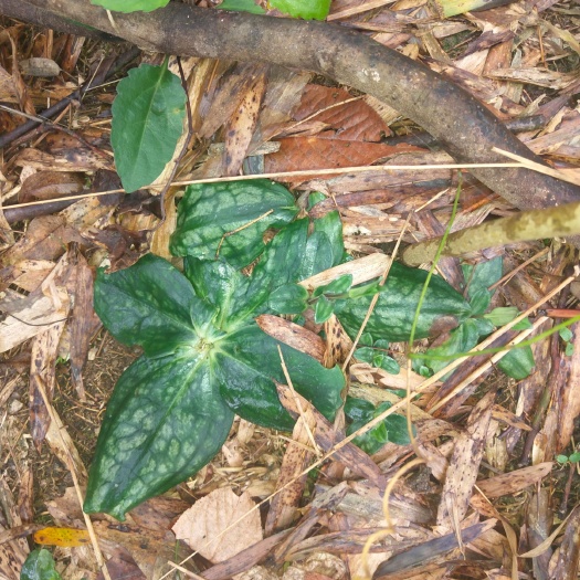 郴州肺形草 山上的肺型草，西瓜皮