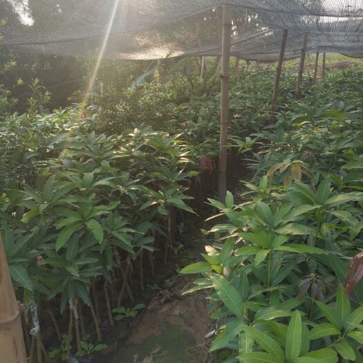 保山象牙芒果苗  鹰嘴芒