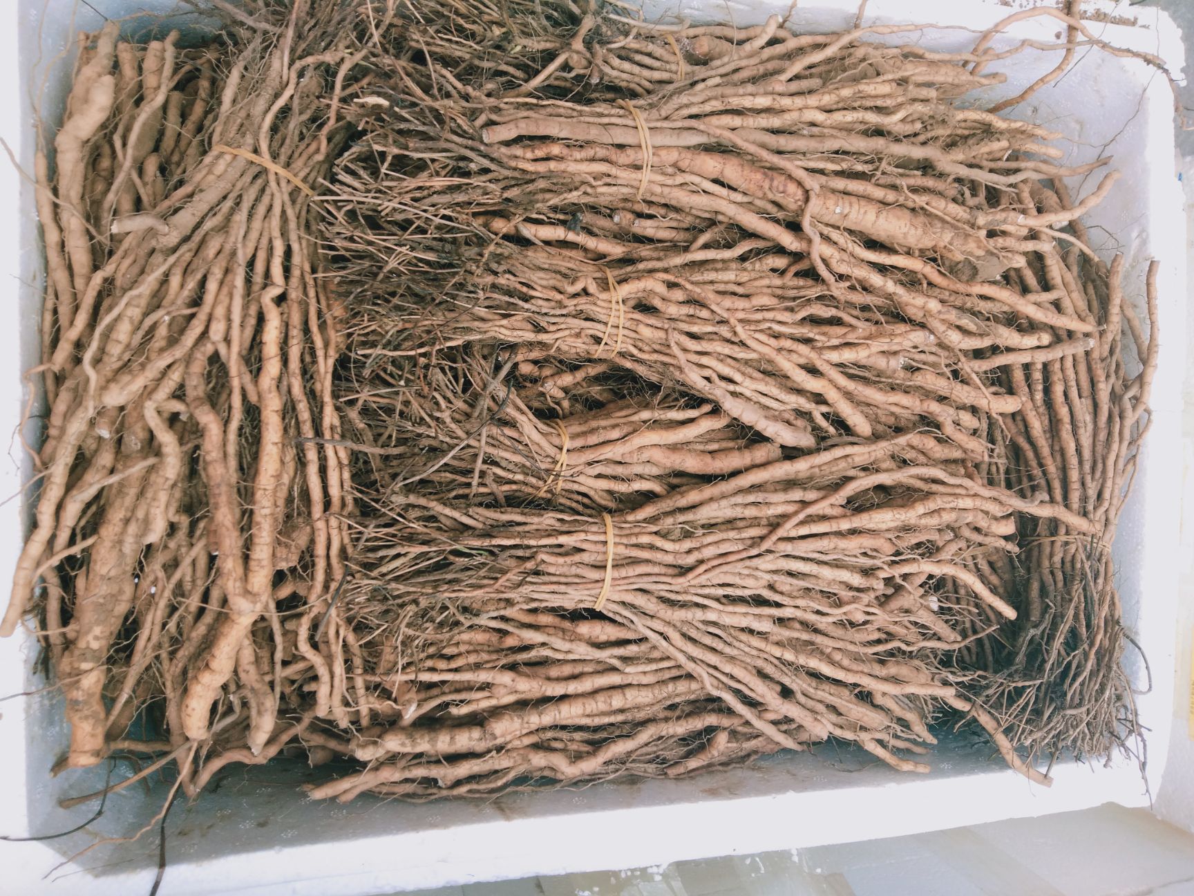 防己子防己苗子育大苗，防己苗春播苗，基地批发带技术指导
