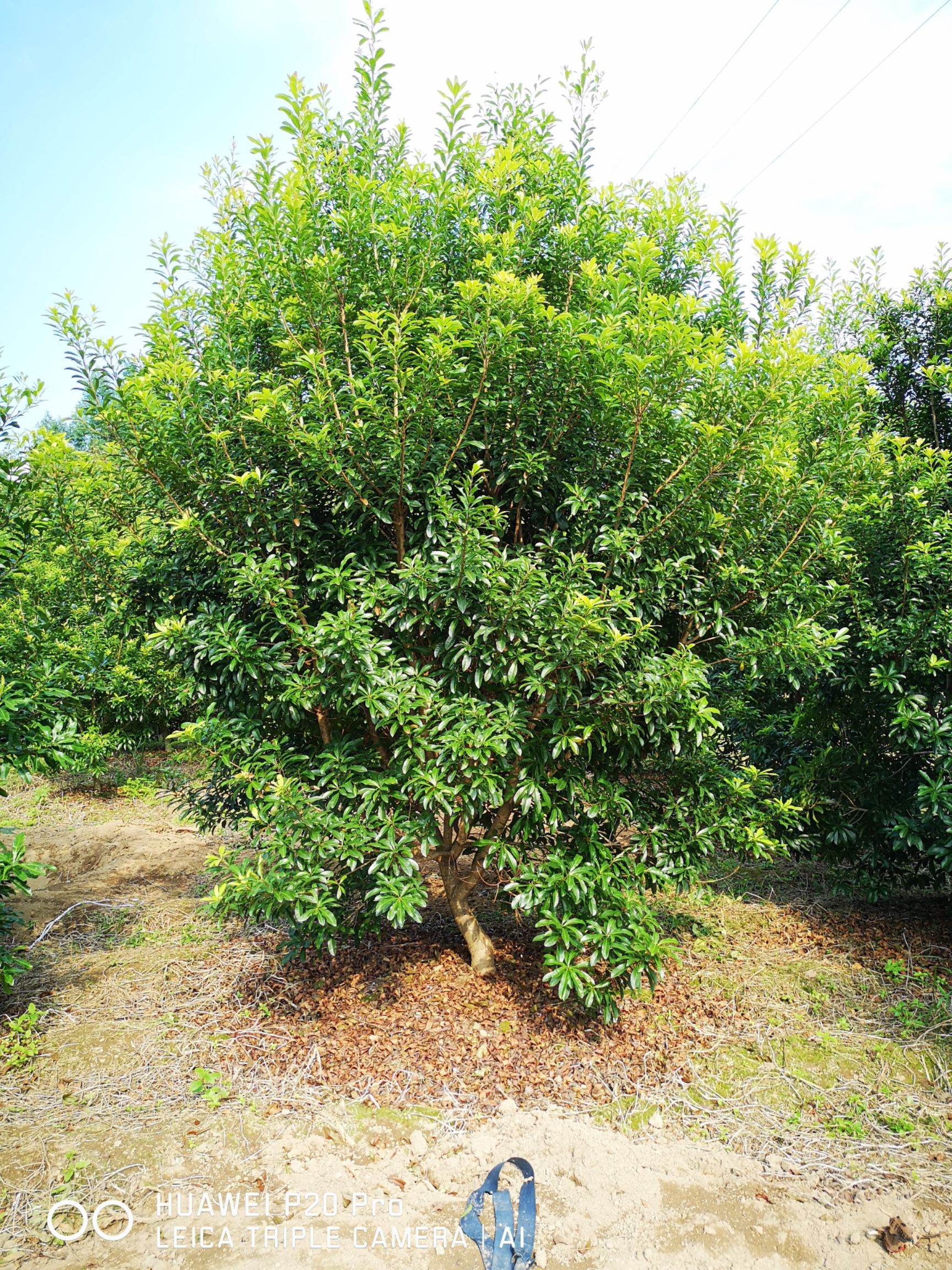 杨梅树  断根（熟苗）