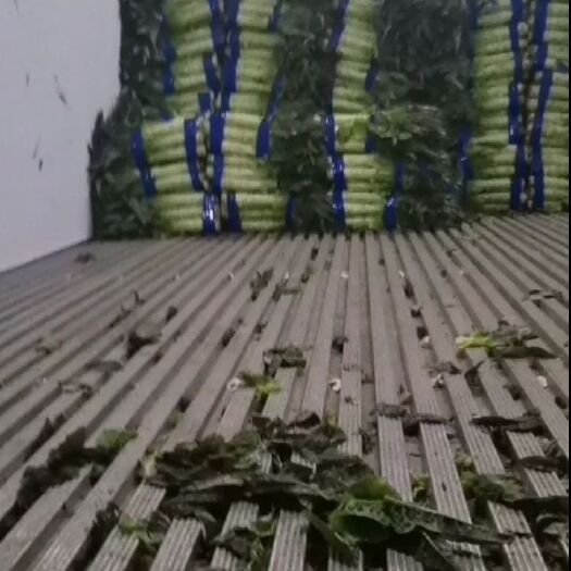 宿州红叶莴笋  莴笋无空心，红尖叶高度55-60代发全国，产量大货源充足！