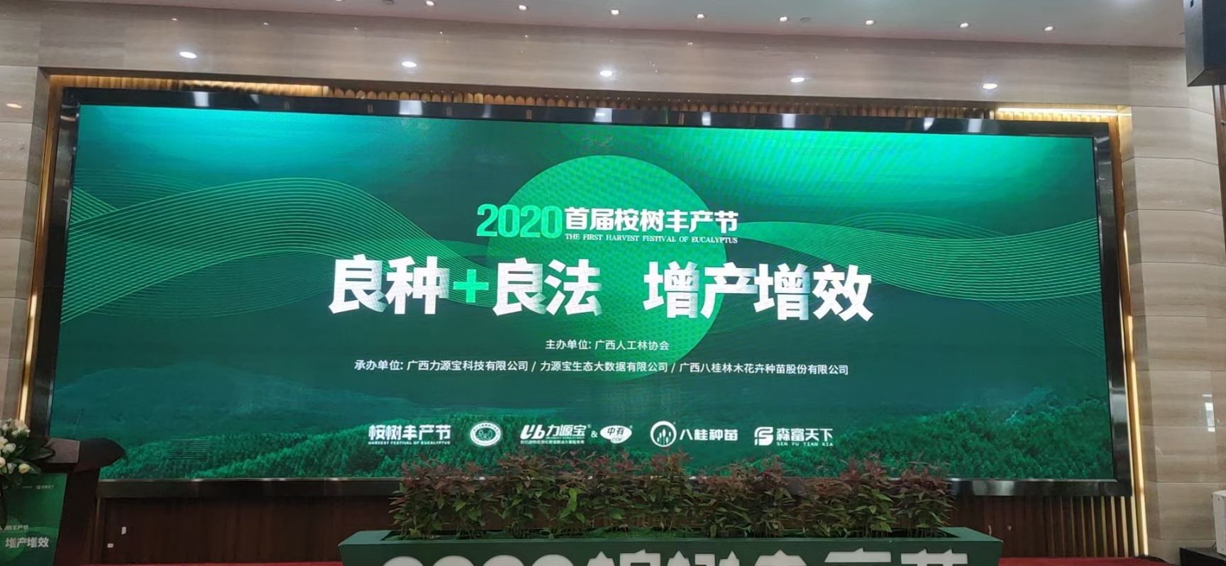 桉树苗  良种速桉苗品种26号-27号-28号-29号-43号-13号