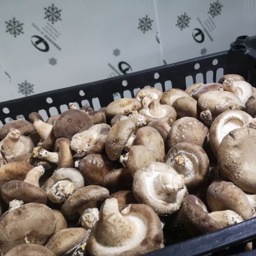 锦屏县光面菇 鲜菇批发