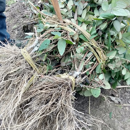 隆回县湘蕾一号金银花苗 隆回小沙江基地出产优质金银花苗