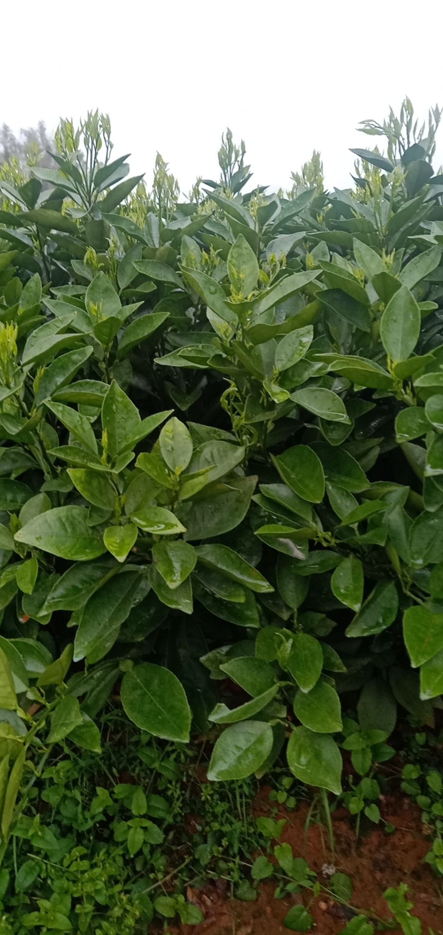 091无核沃柑苗 沃柑一级苗。