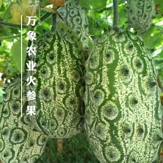 鄱阳县火参果种子  高产