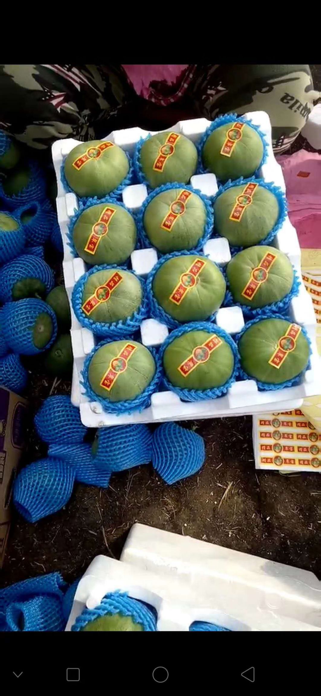 绿宝甜瓜 绿宝石甜瓜山东莘县产地代办一手货源代收代发