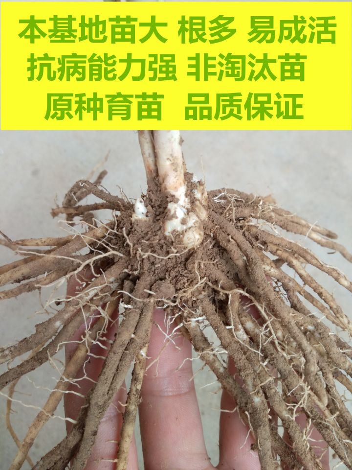 三年芦笋苗芦笋根