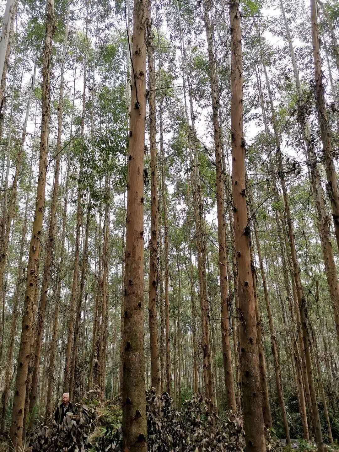 桉树苗  良种速桉苗品种26号-27号-28号-29号-43号-13号
