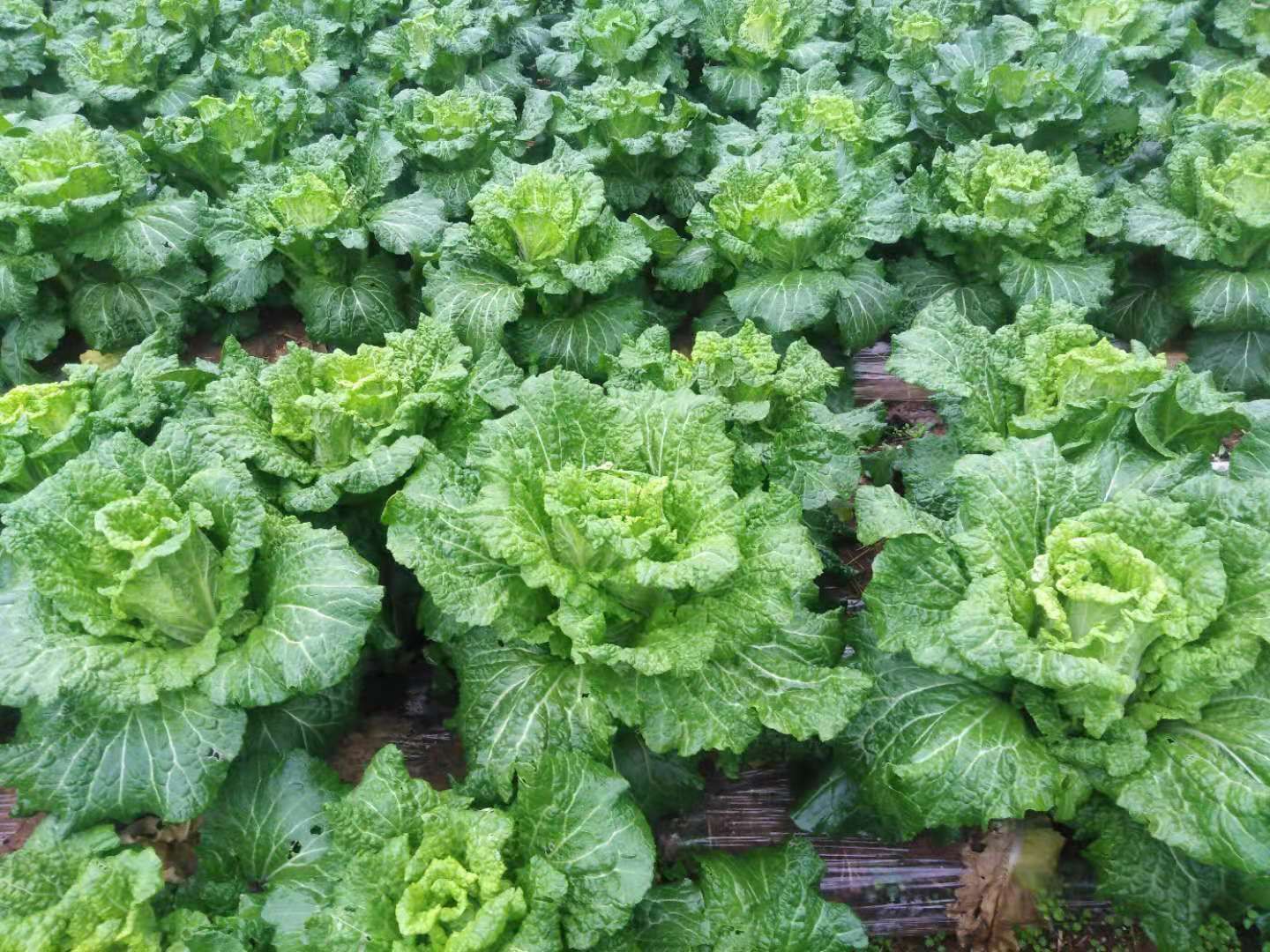 青麻叶大白菜  青明菜