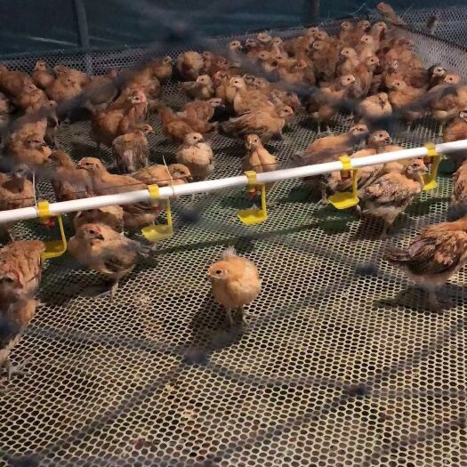 衡阳鸡苗 脱温鸡苗率领微型消防水洗棉液