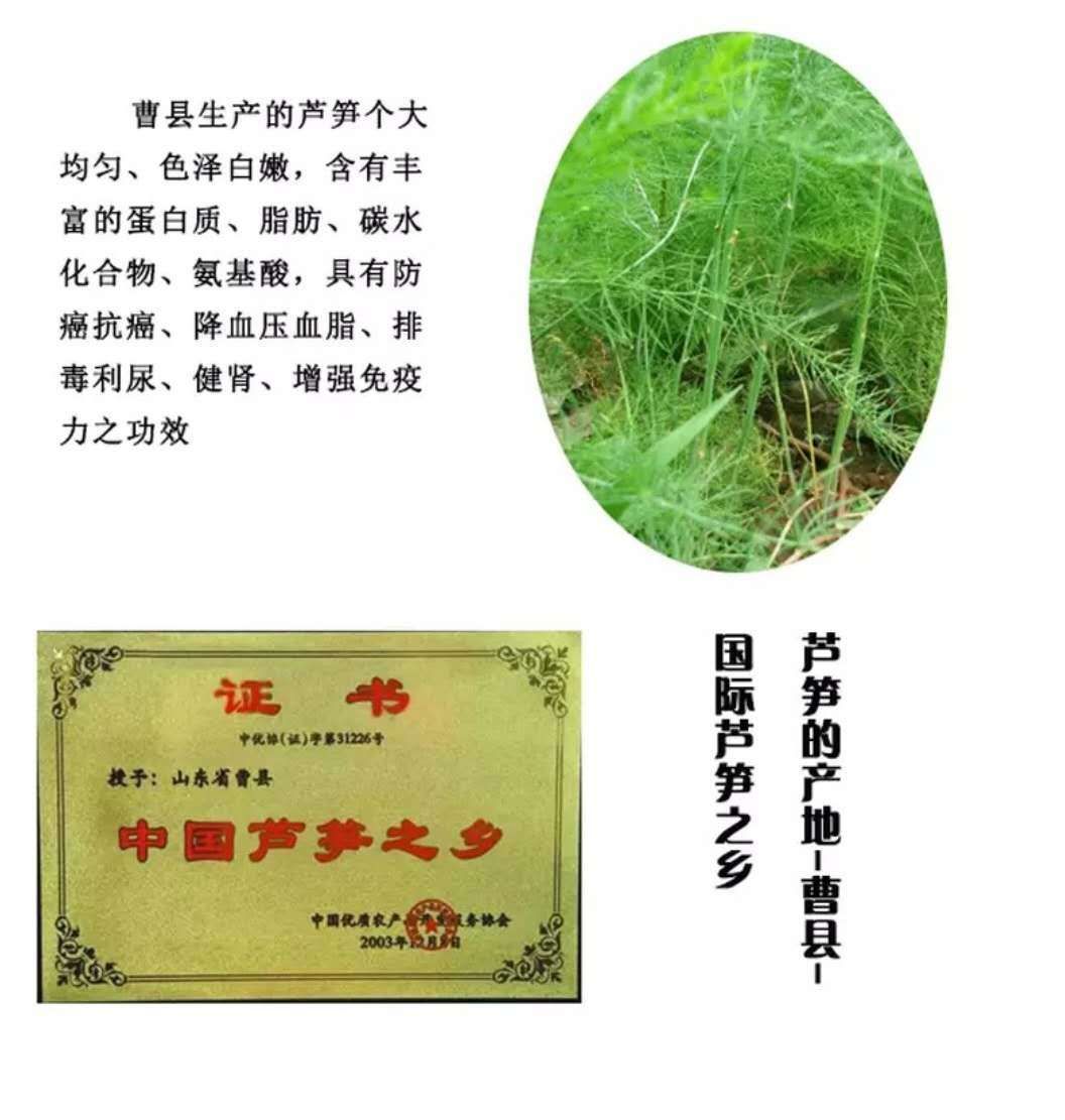 三年芦笋苗芦笋根