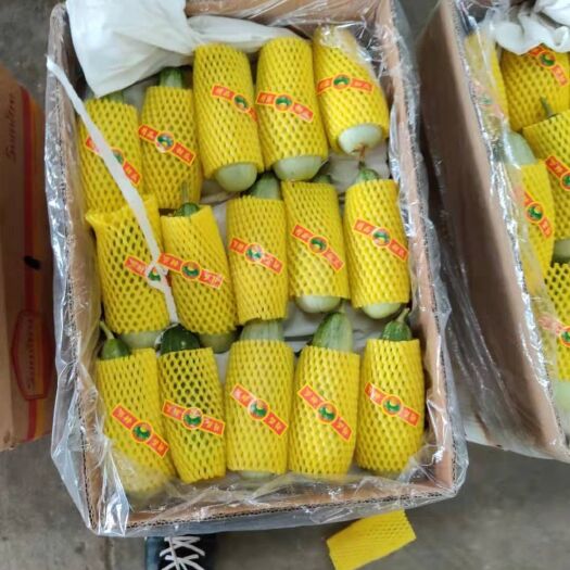 乐亭县博洋61甜瓜  河北甜瓜大量上市，博洋系列，羊角蜜，绿宝都有