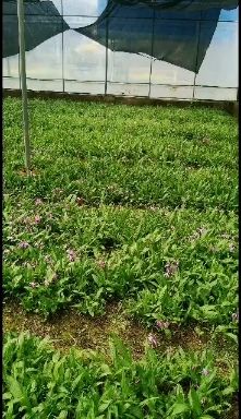 包回收     包技术      紫花三叉白及苗  价格美