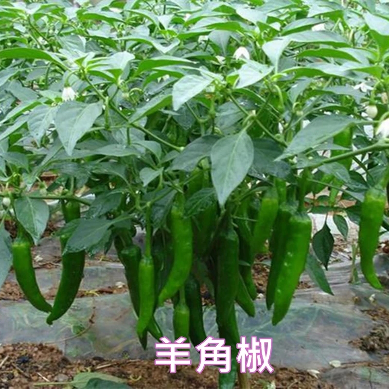 螺丝辣椒苗  螺丝椒，五彩椒，线椒，甜椒，羊角椒，牛角椒，各种蔬菜苗齐全！