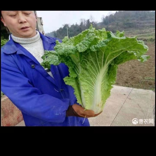 杭州包尖白菜 青明菜