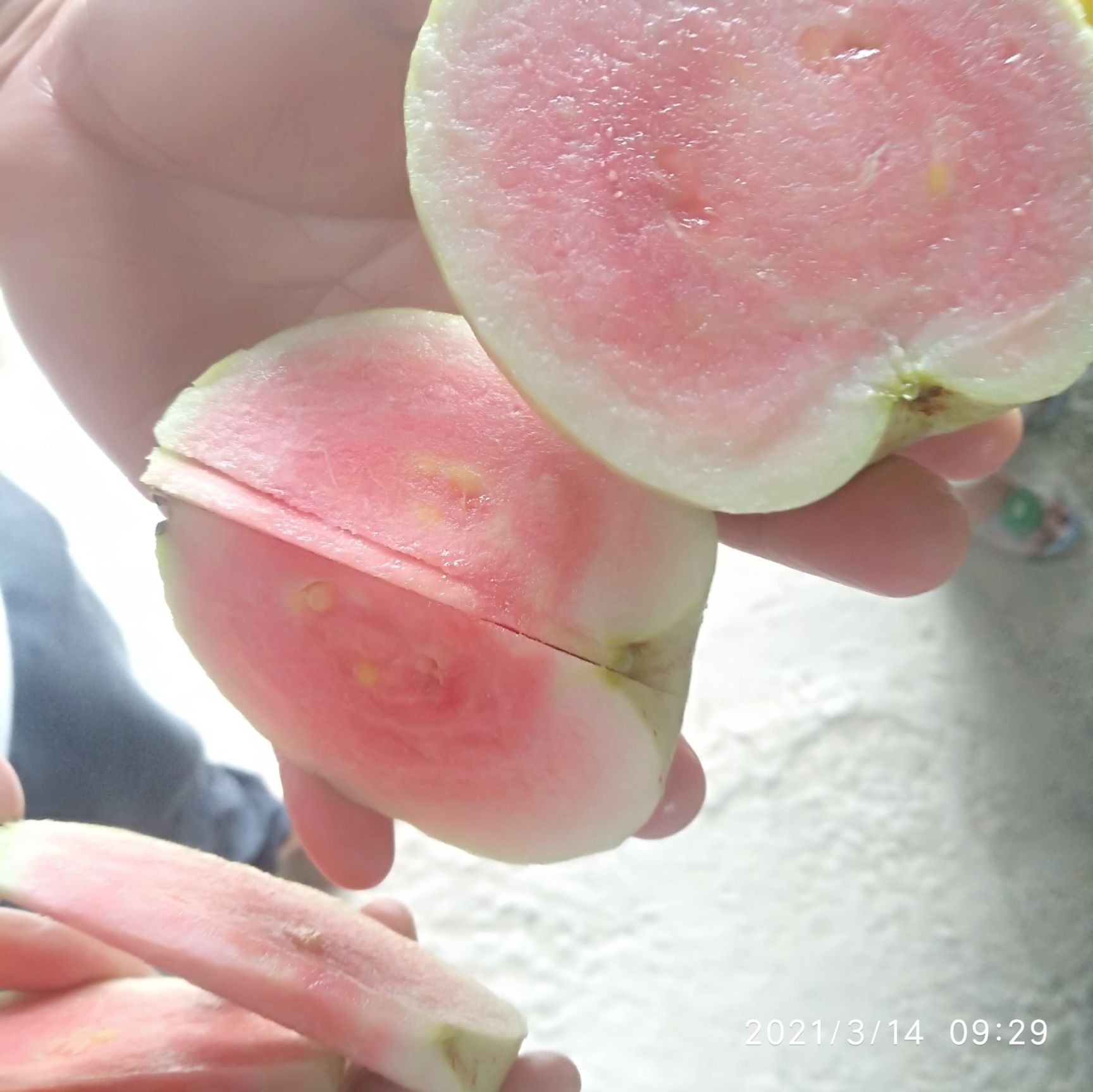 自家种的有机皮薄甜脆无核的红心番石榴
