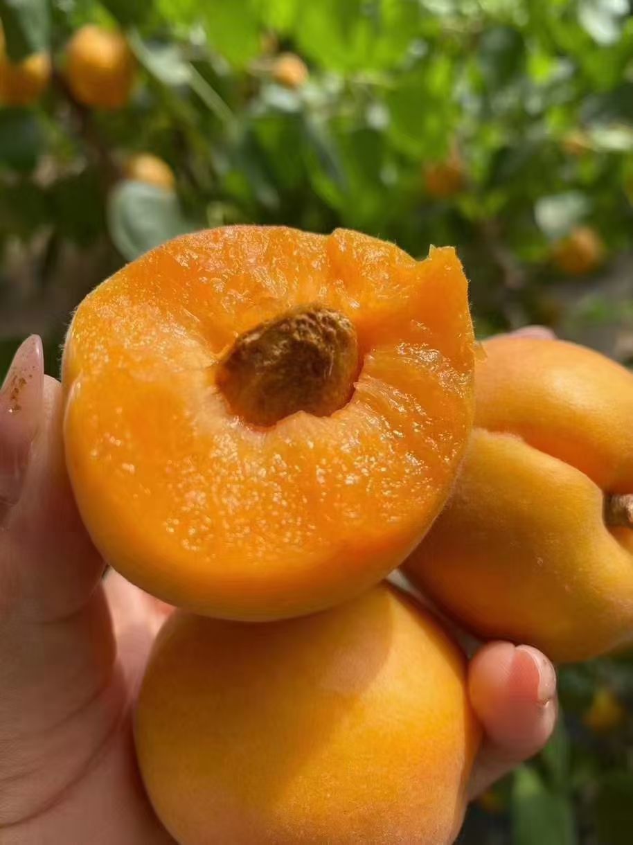 金太阳杏  陕西金太阳黄金杏 多肉好吃 支持整车 一件代发