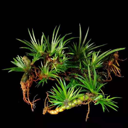 仁化县石菖蒲苗  石菖蒲  草菖蒲  龙须根 盆景育苗 多种造型供你参考选购