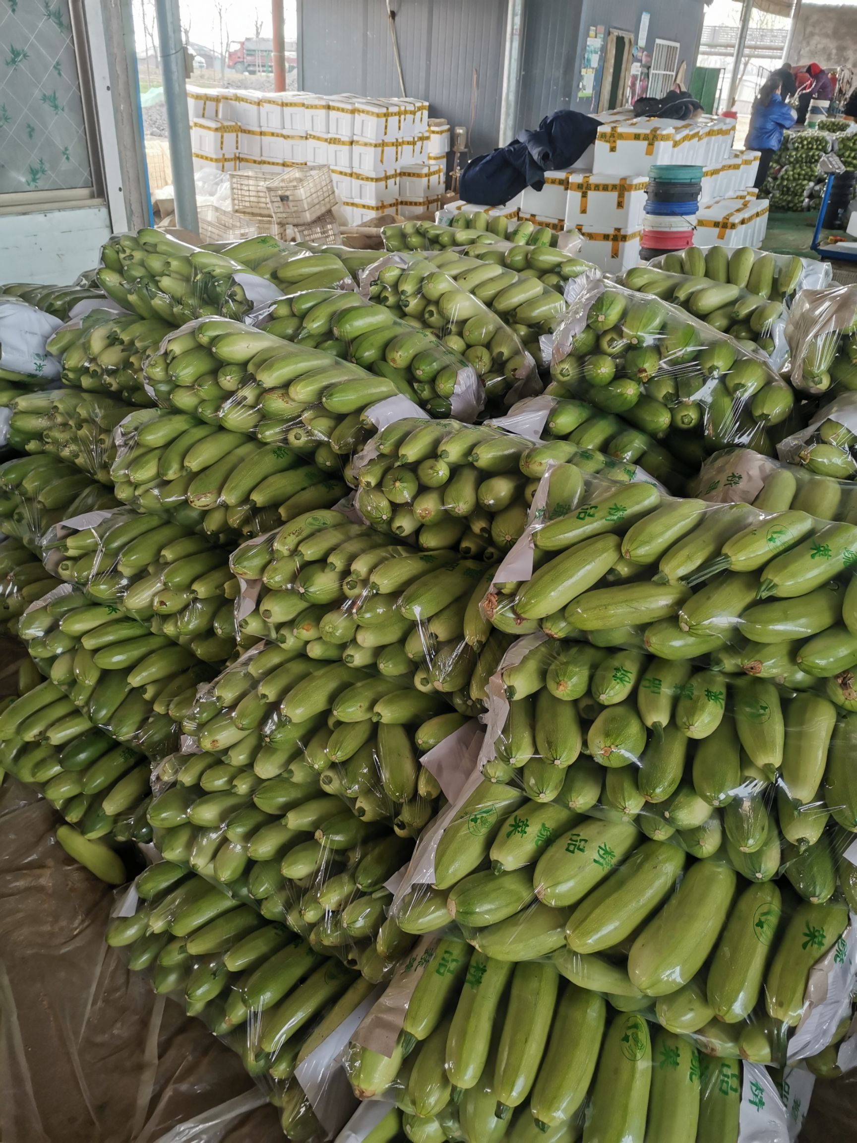 绿皮西葫芦  油绿西葫芦