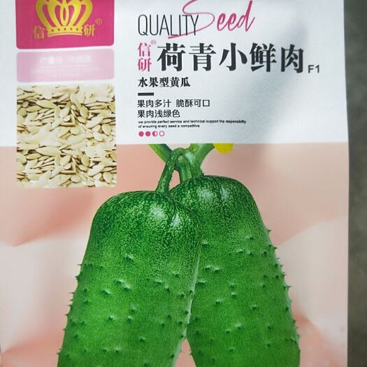 夏邑县荷青小鲜肉 水果黄瓜，果肉多汁，脆酥可口，果肉绿色
