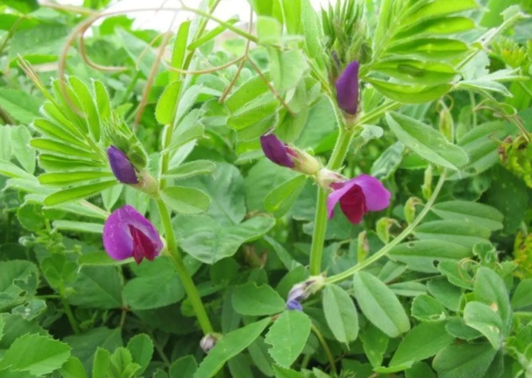 豌豆种子  箭舌豌豆长势快，覆盖率强，可牧用，可做绿肥种子