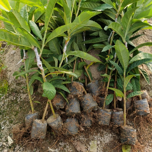 普宁市枇杷树苗  早钟6号嫁接苗