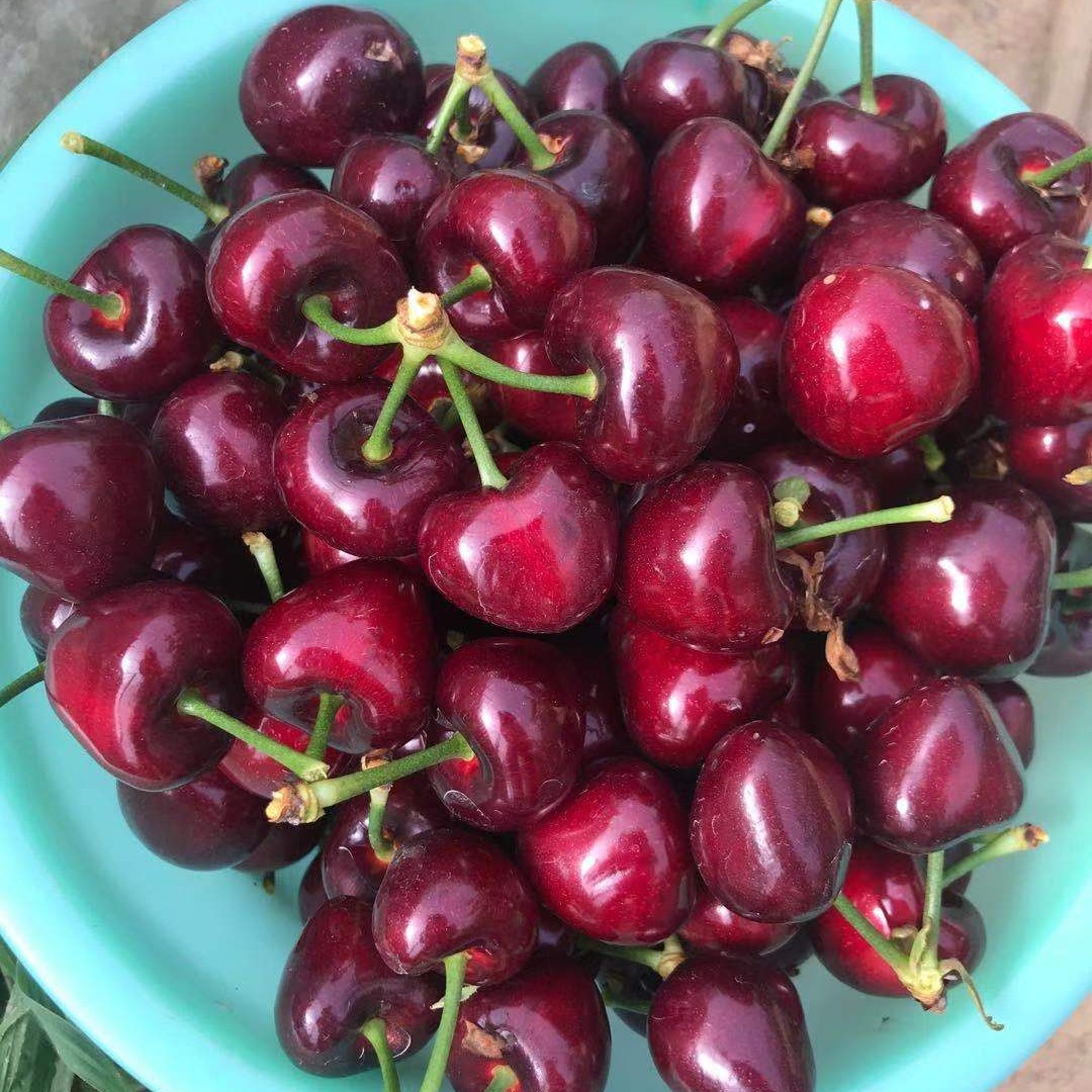 樱桃  山东大樱桃专业美早接市场，商超，电商一切用质量说话！