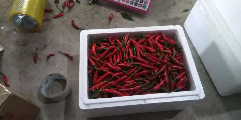 小米椒红辣椒特级辣朝天椒