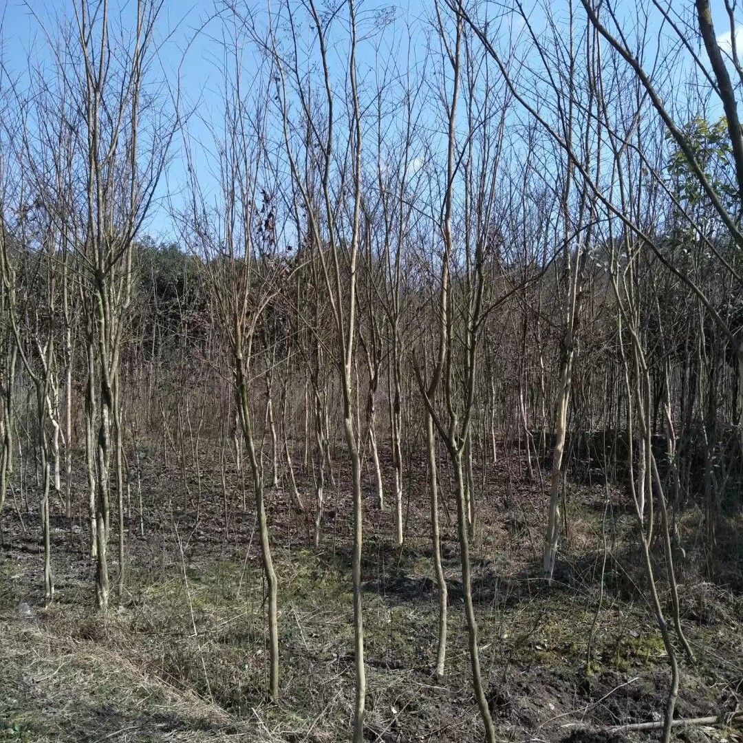 紫薇 紫薇树1-10公分 各种规格