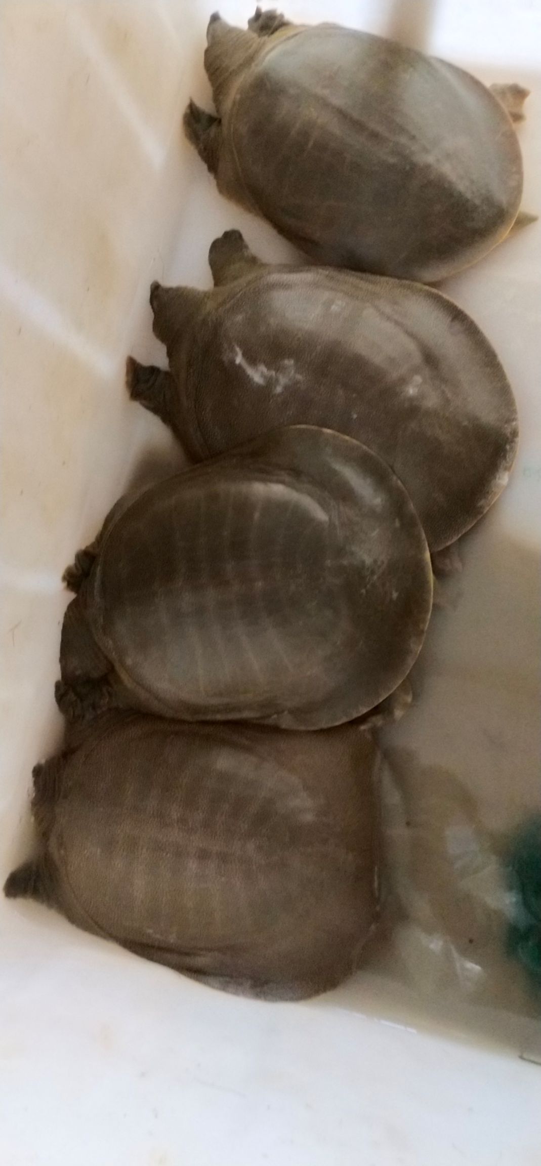  外塘甲鱼，大小规格都有，欢迎亲们砸单过来吧