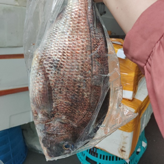 深圳 真鲷新鲜美味