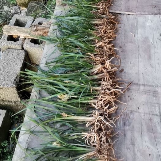 桑植县 寒兰春剑建兰有贞