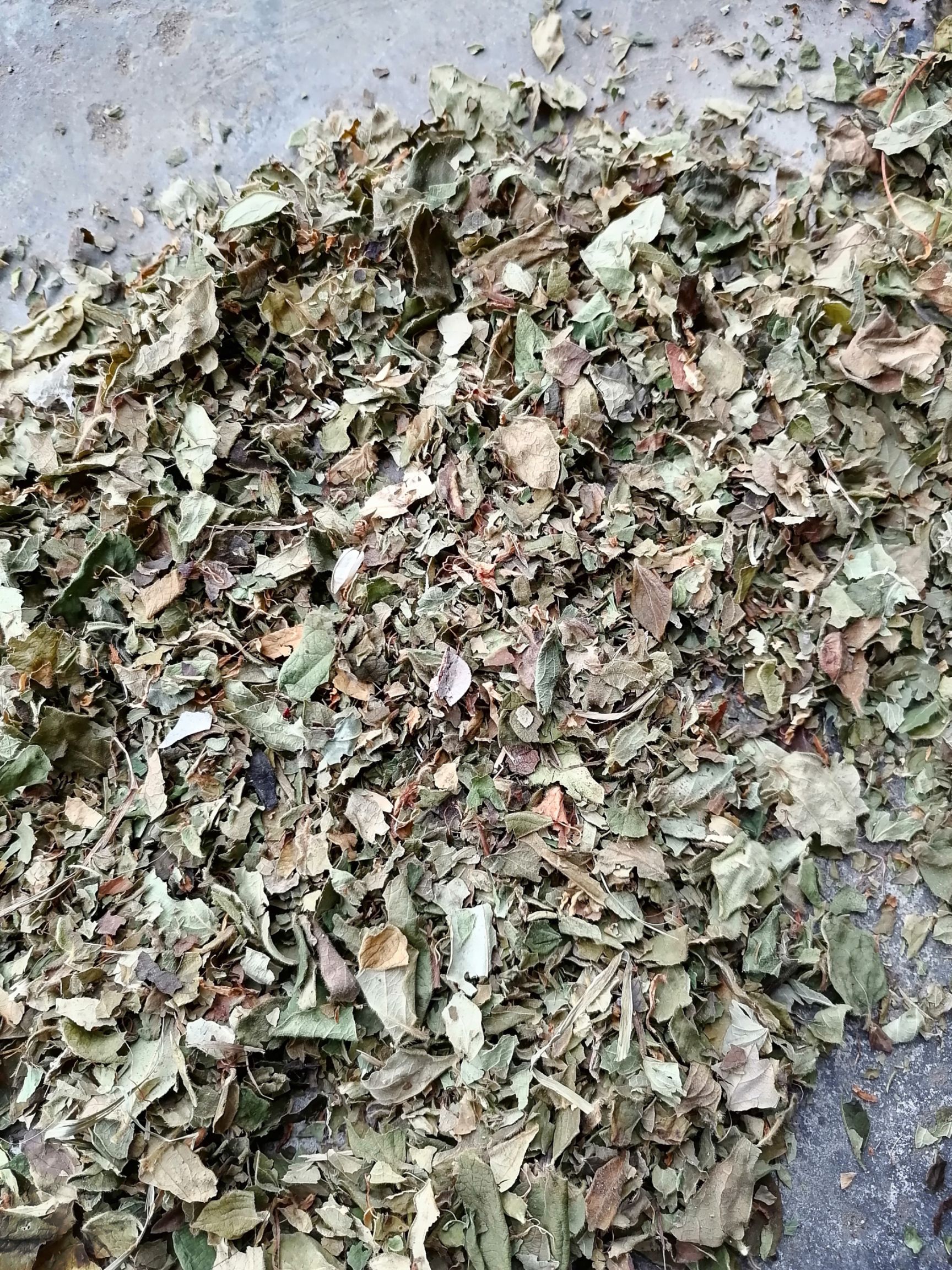 叶子（金银花）