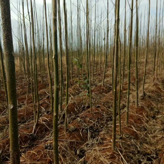 都昌县青桐 2~2.5米 