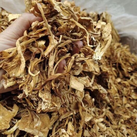 成都茶树菇/金针菇，颜色正干度好，今年的新货