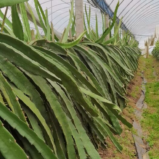 武夷山市金都一号火龙果苗 量大价格还可优惠