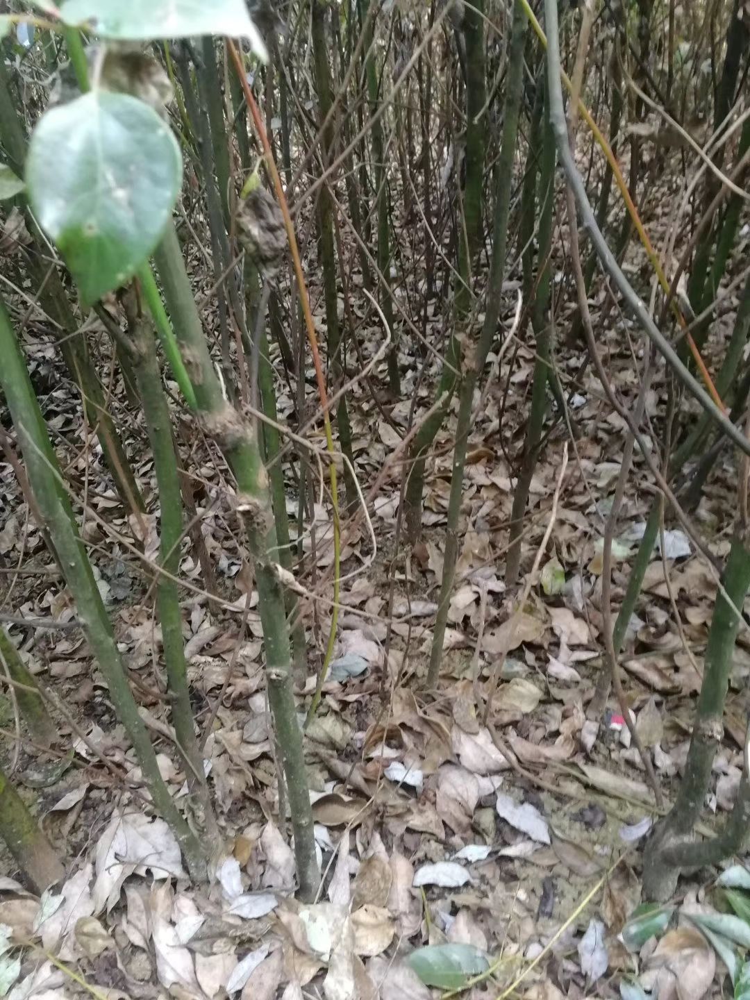 香樟产地批发诚信经营全国发货自产自销苗圃直供香樟2-15公分