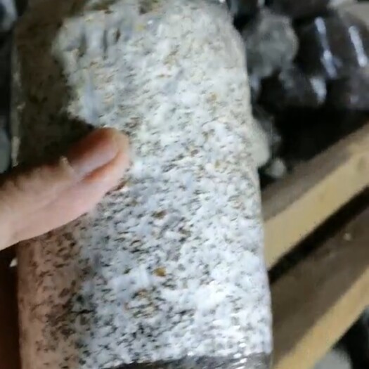 思茅大球盖菇菌种  优质赤松茸（大球盖菇）菌种