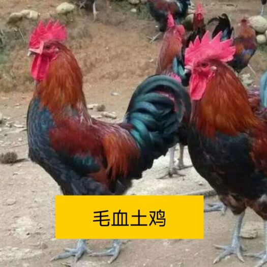 南宁毛血土鸡苗，正品保证，全国包邮发货，保证安全健康送达