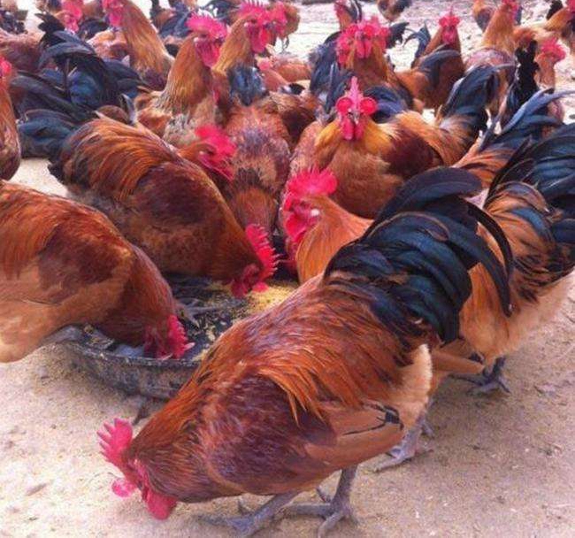 大种半大青脚麻鸡，均重3到4两一只，可发快递，10只起发