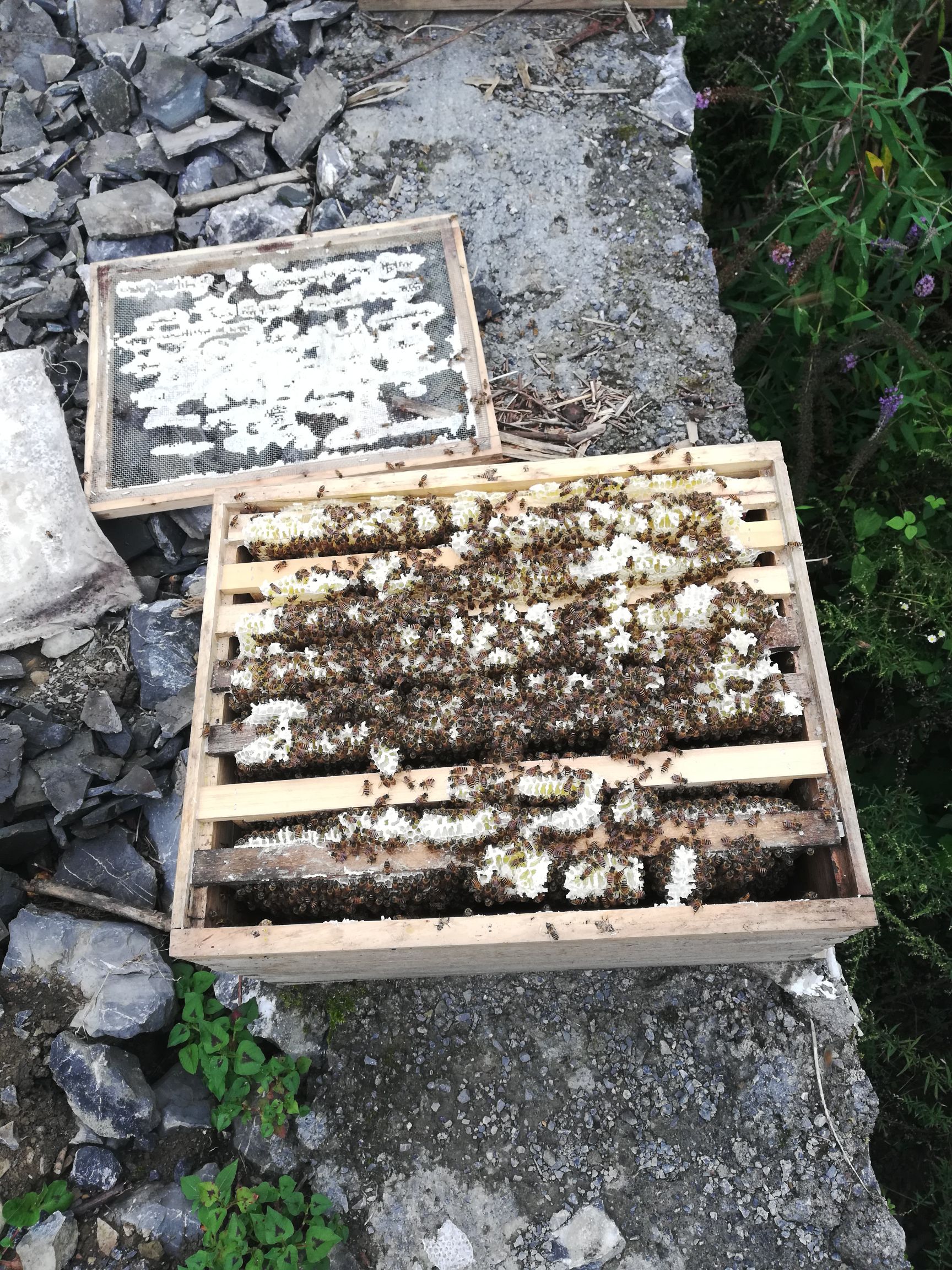 宣恩县中华蜜蜂  本地土蜂，高山阿坝双色蜂种