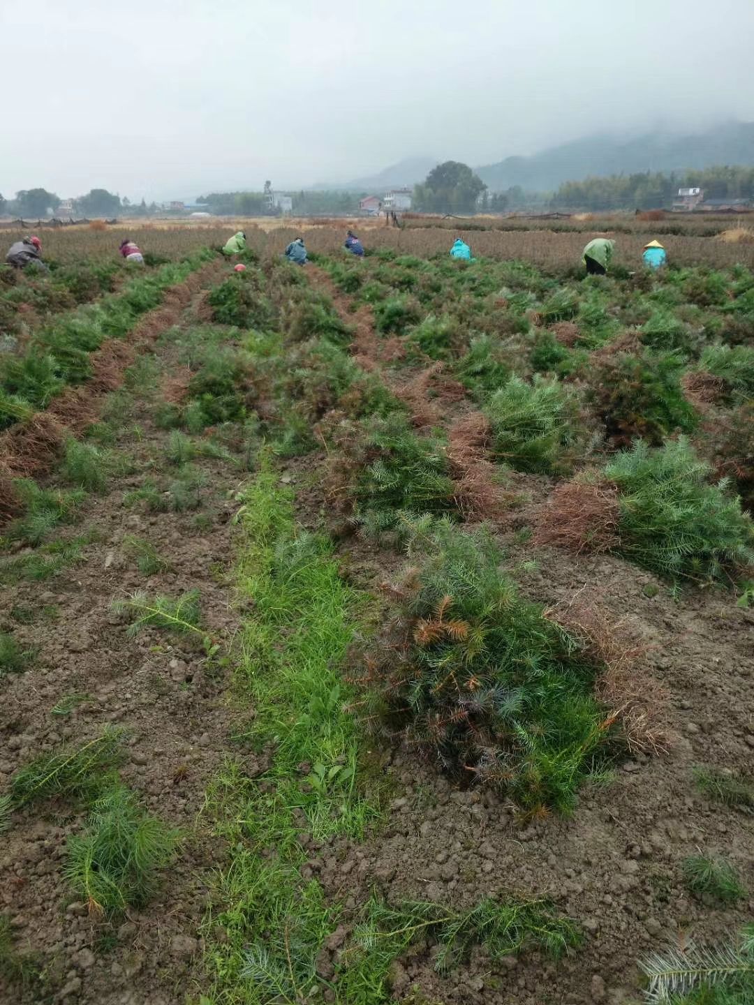 杉木树苗 产地批发，诚信经营，全国发货苗圃直供， 杉木苗杯苗