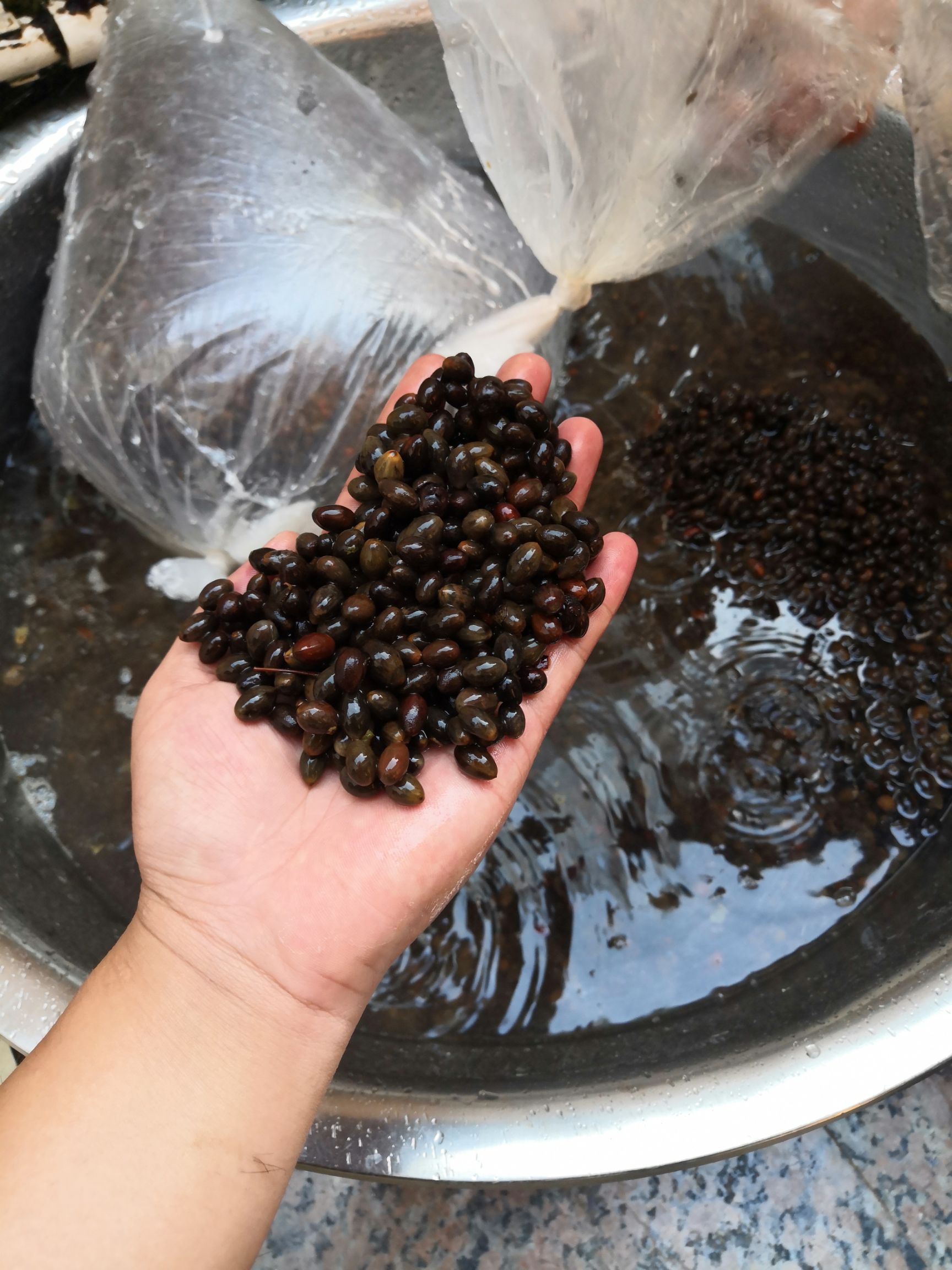 肉桂种子  肉（玉）桂种