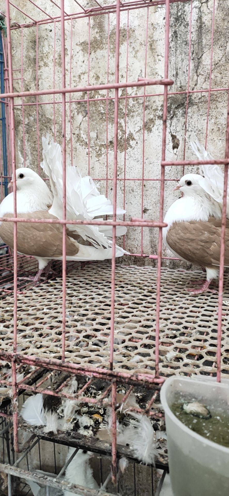 元宝鸽 元宝观赏鸽肉鸽