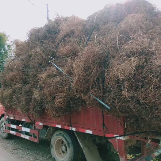 平南县 大量供应鸡骨草，价格实惠。