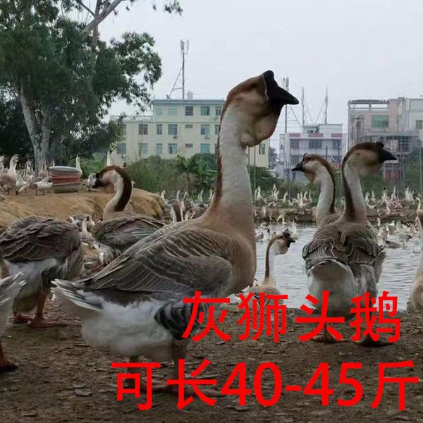  纯种狮头鹅，成活率高。养殖季节抓紧购买