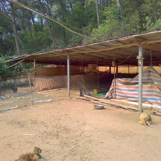 南宁旱地  八亩可改造靠河山地出租可养牛猪狗鸡鸭鱼